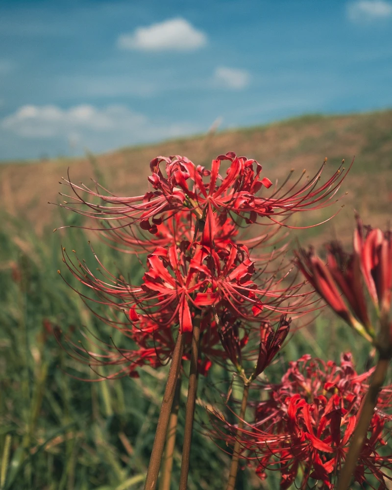 Image uploaded by Paulo