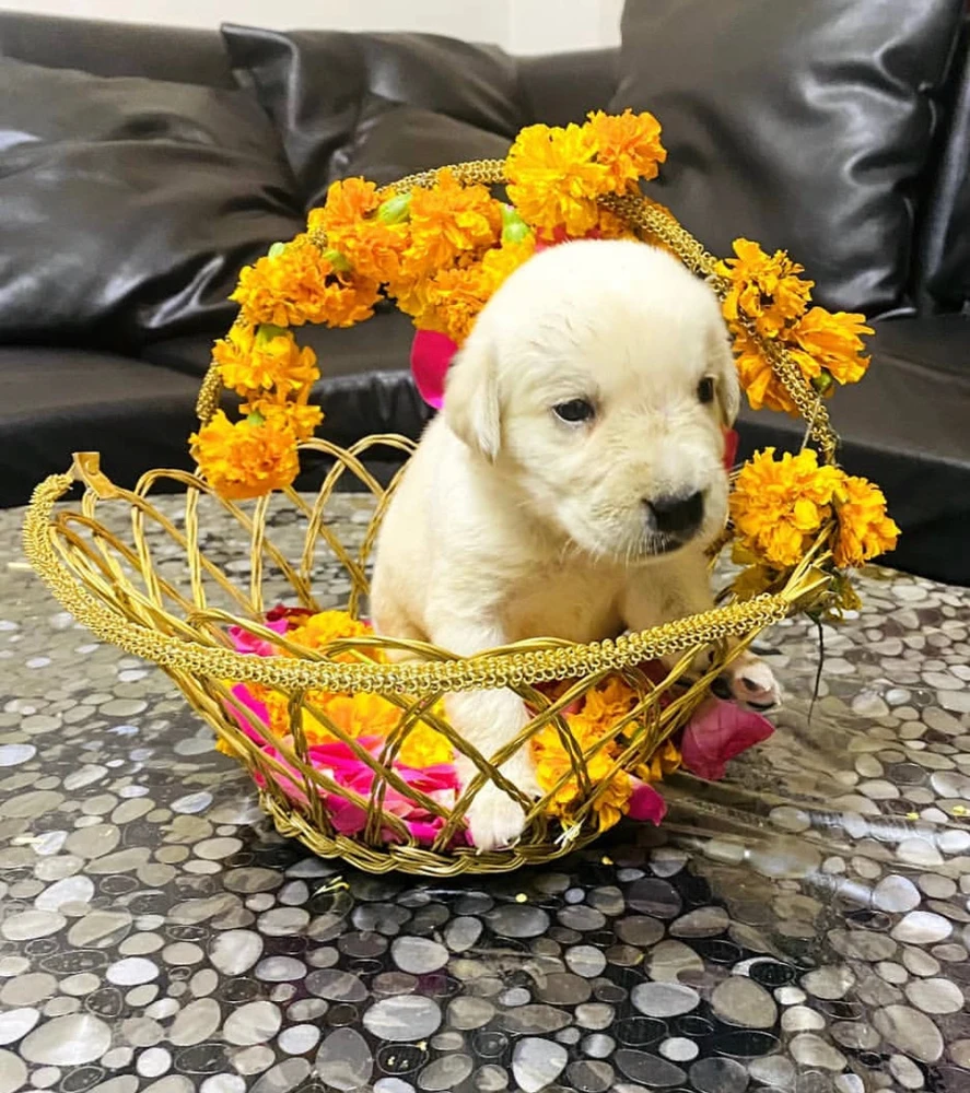 Image uploaded by Abhishek