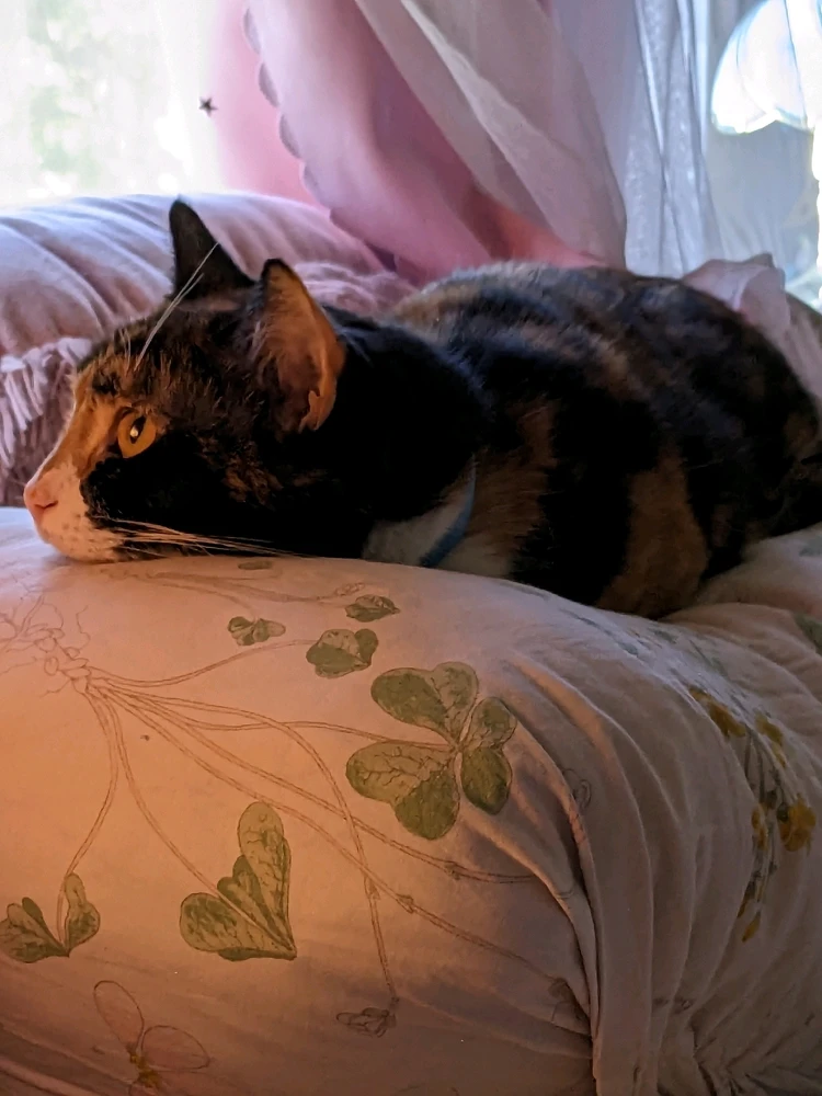 Íomhá uaslódáilte ag Casey