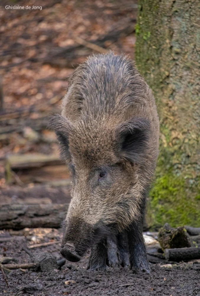 Afbeelding geüpload door Ghislaine