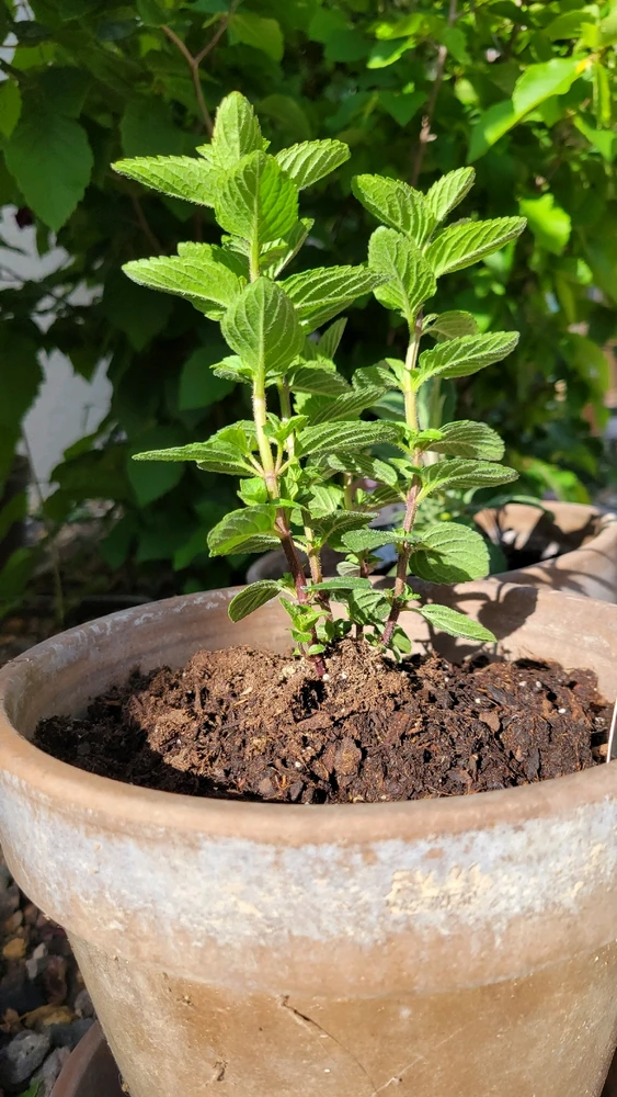 No herbal garden is complete without a mint plant 🌱
