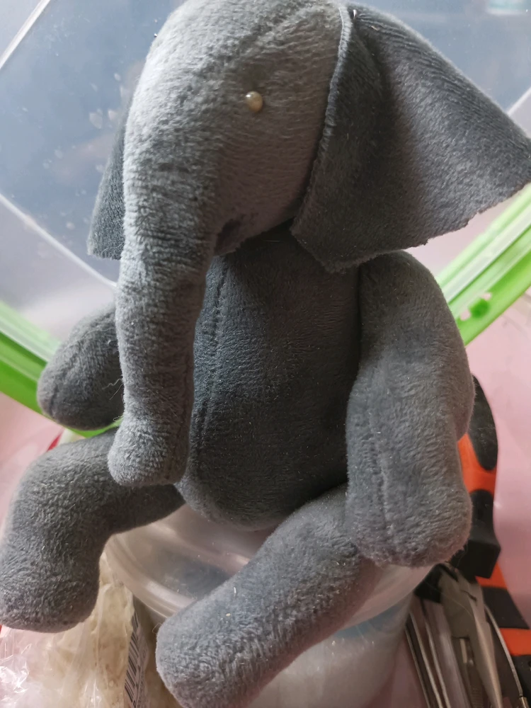 The morning started with the beast)