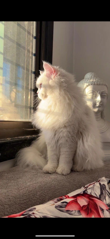 Image uploaded by Kanchal