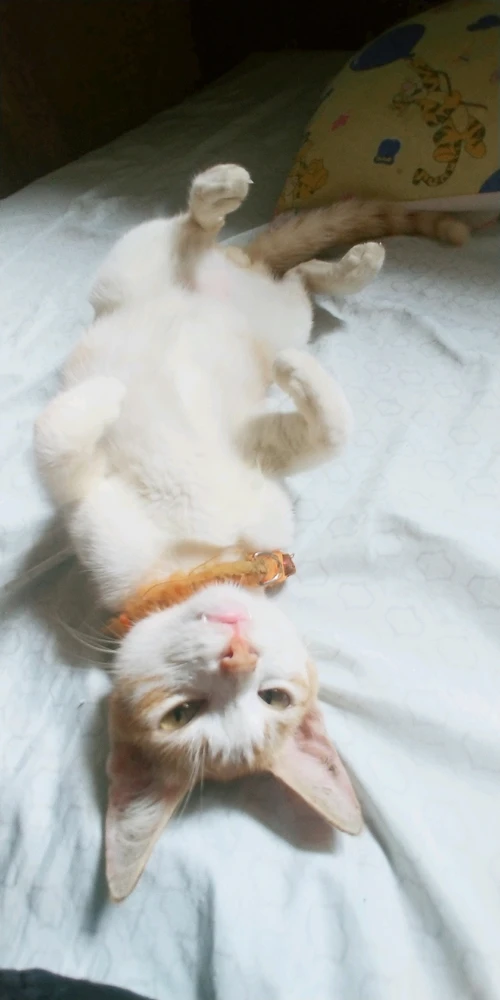 Image uploaded by Furmommy libra