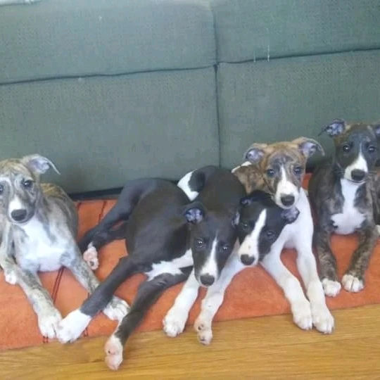 Image uploaded by Rhiannon