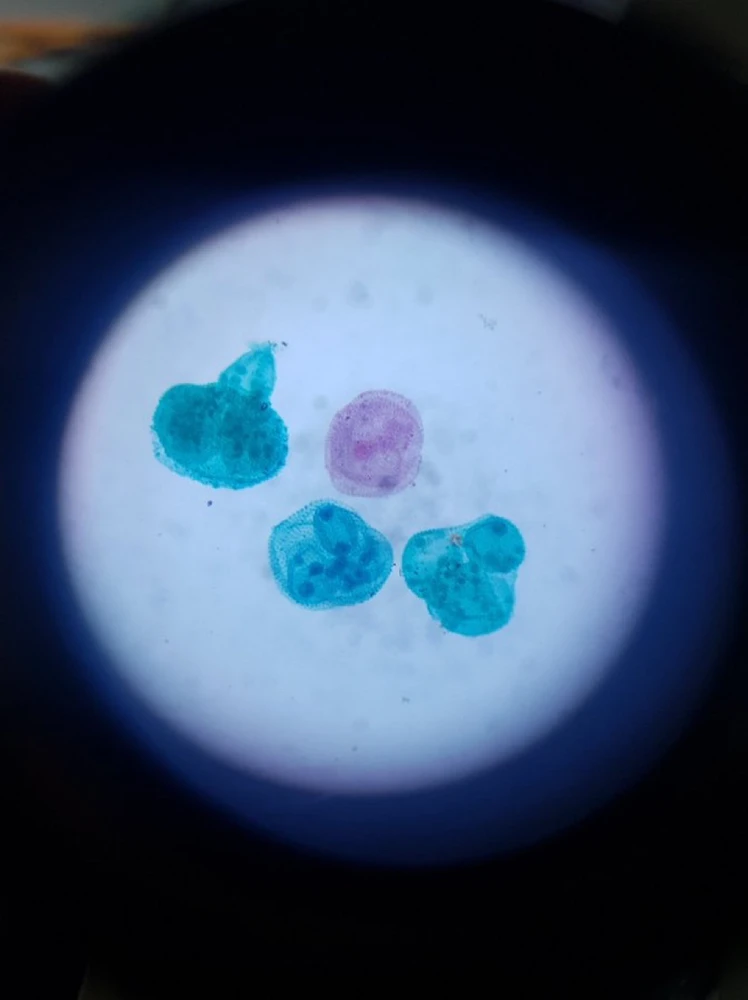 Image uploaded by Rohit