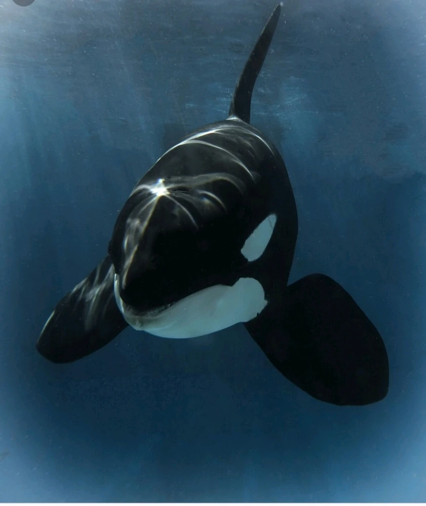 Image uploaded by Eris