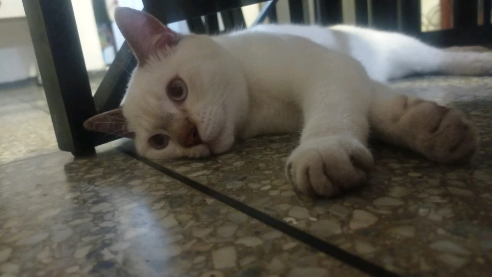 Benji tamo