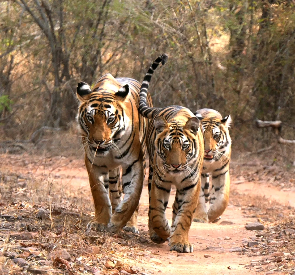 Image uploaded by Simranjit Singh