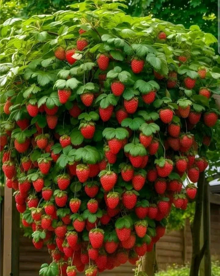 Image uploaded by abdo