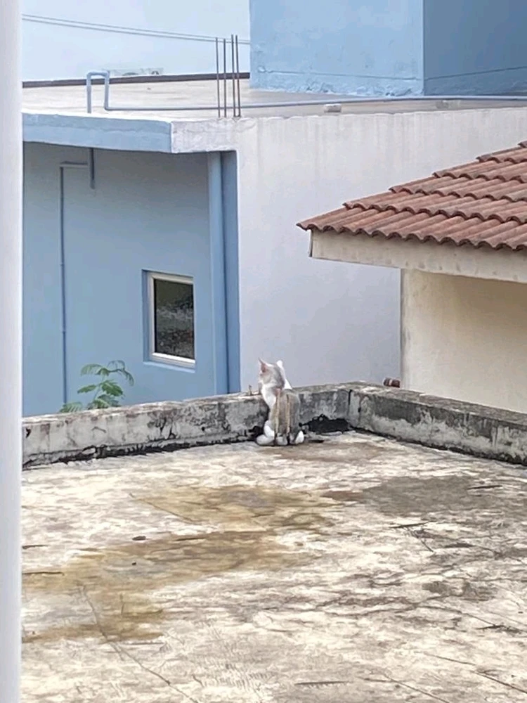 Imej dimuat naik oleh æmi