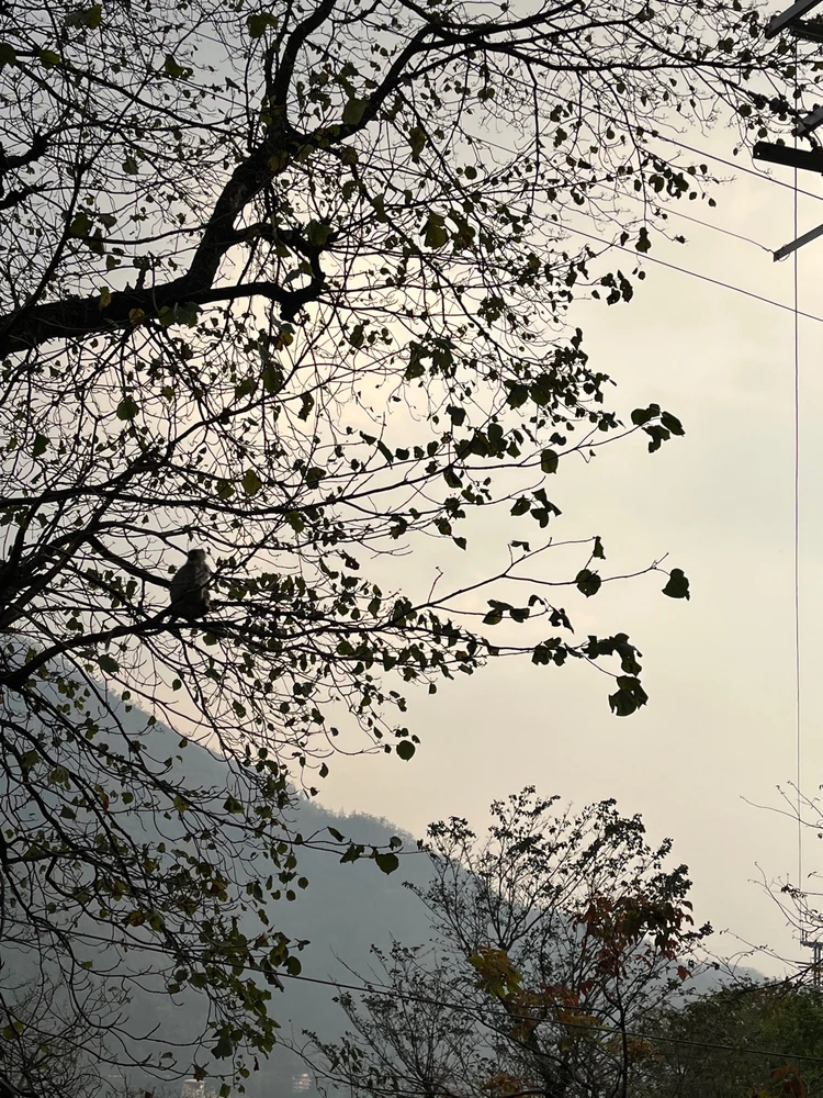 Image uploaded by Avish