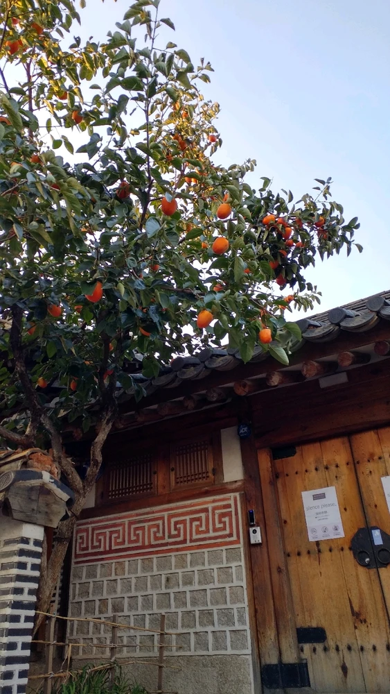 由Sasha上传的图片