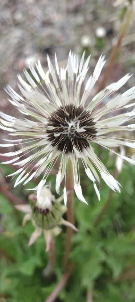 Dandelion after a night's rain