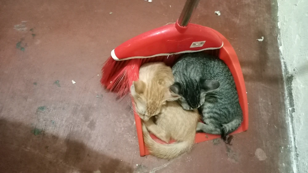 Very cute kitties trynna mock me by sleeping in a dustpan curling around each other WHEN THEY COULD JUST SLEPT IN THEIR BEDDD