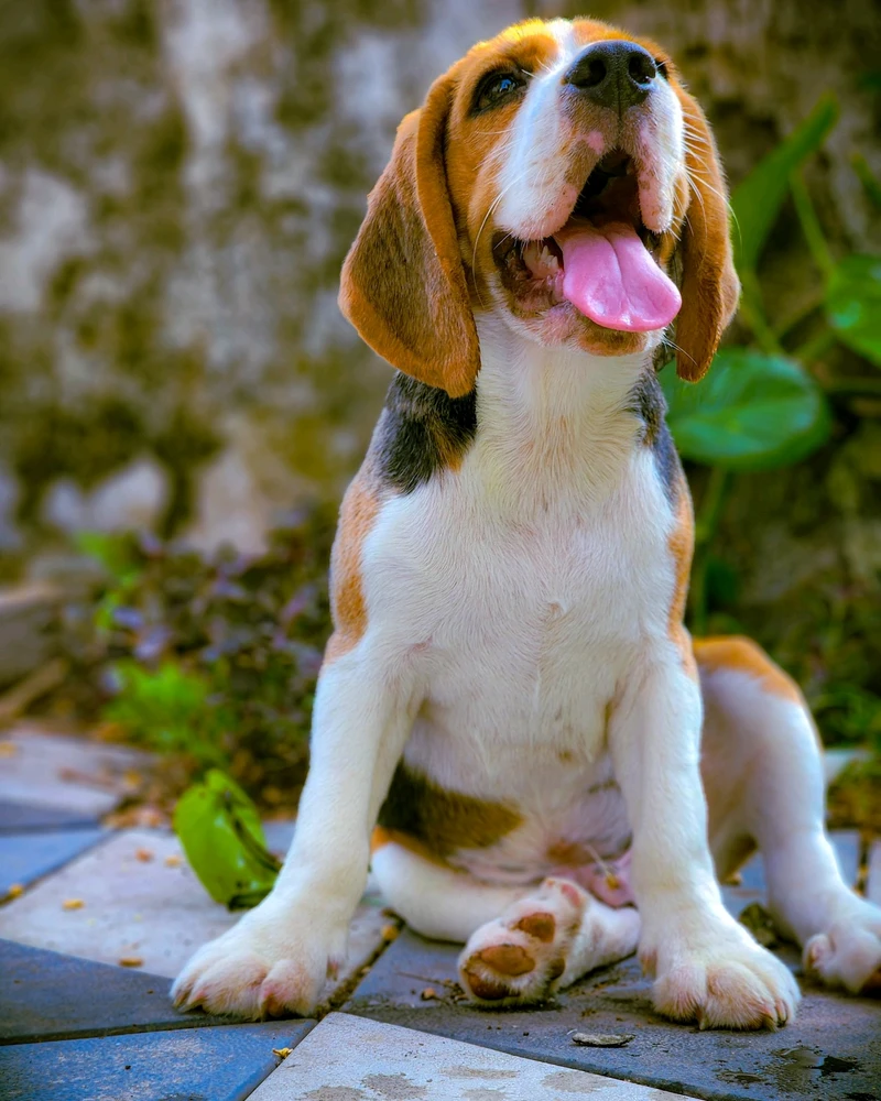 #beagle