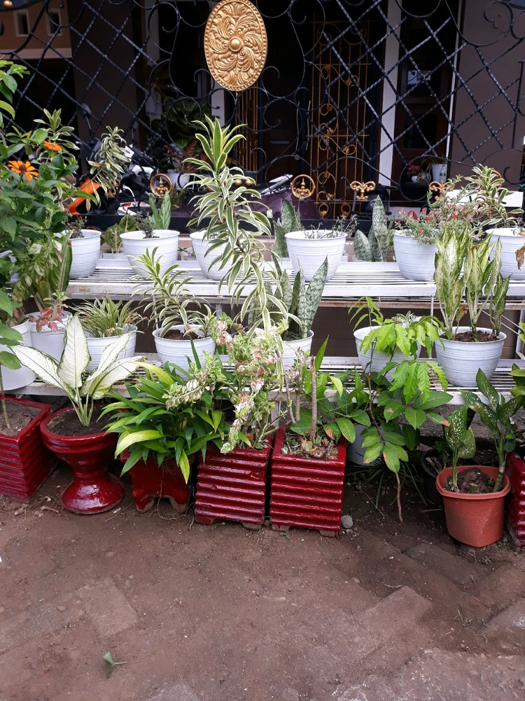 Gambar diunggah oleh Melonika shera