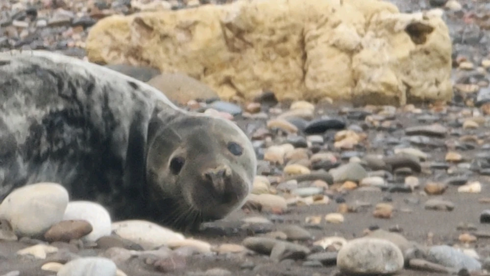 Gambar diunggah dening Leonard Cole