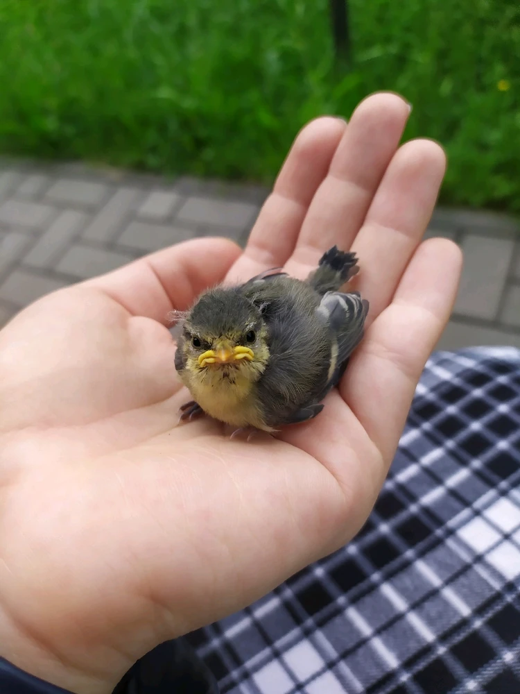 Mitsu上傳的圖片