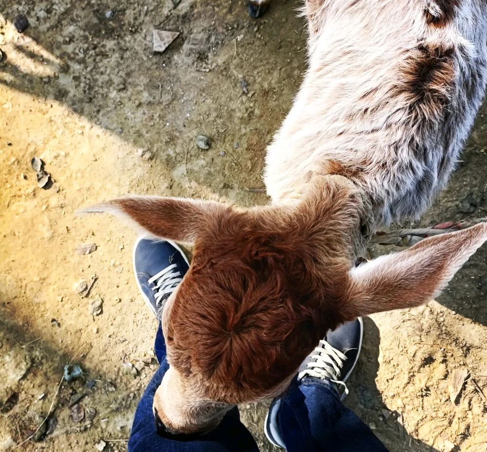 Image uploaded by Ronald Thomas