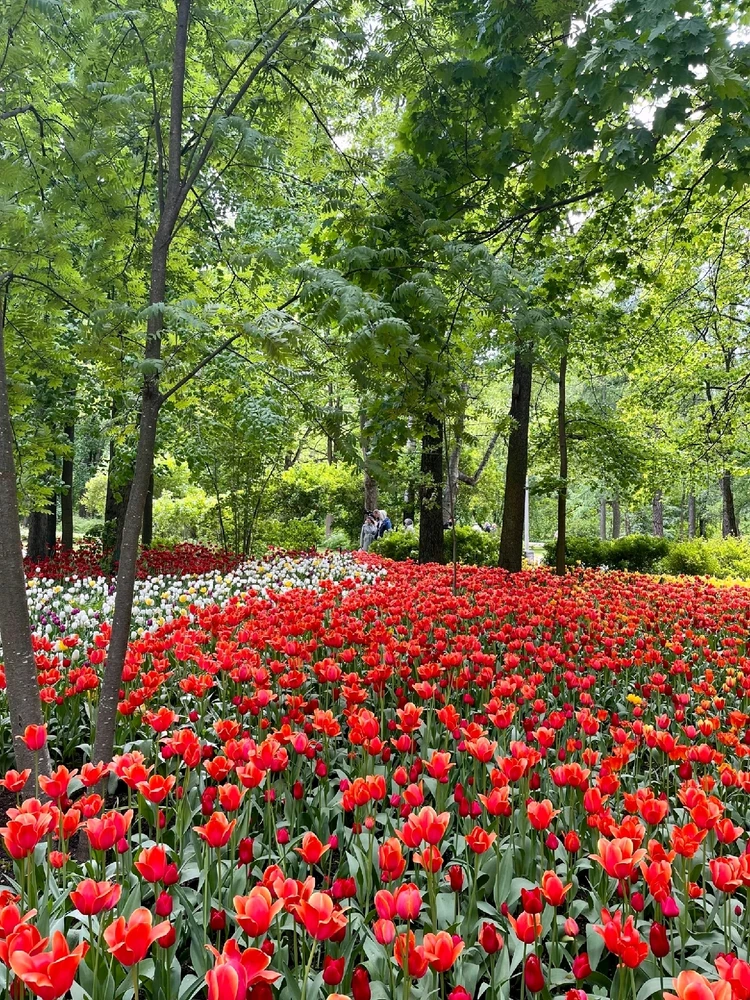 A wonderful walk on Elagin Island