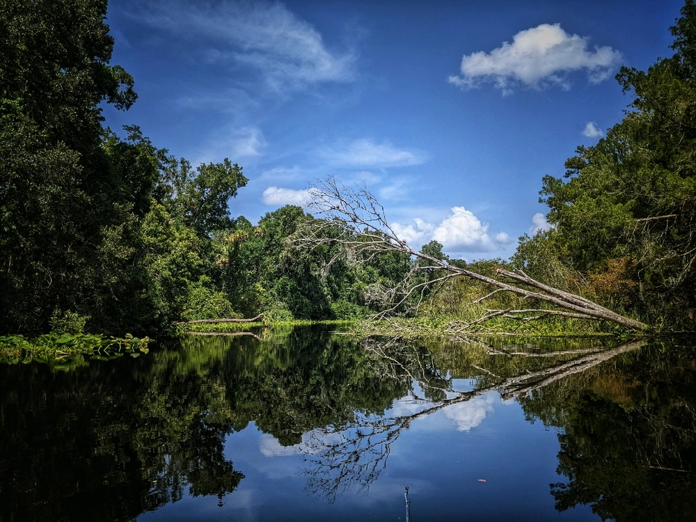 Image uploaded by Elvis