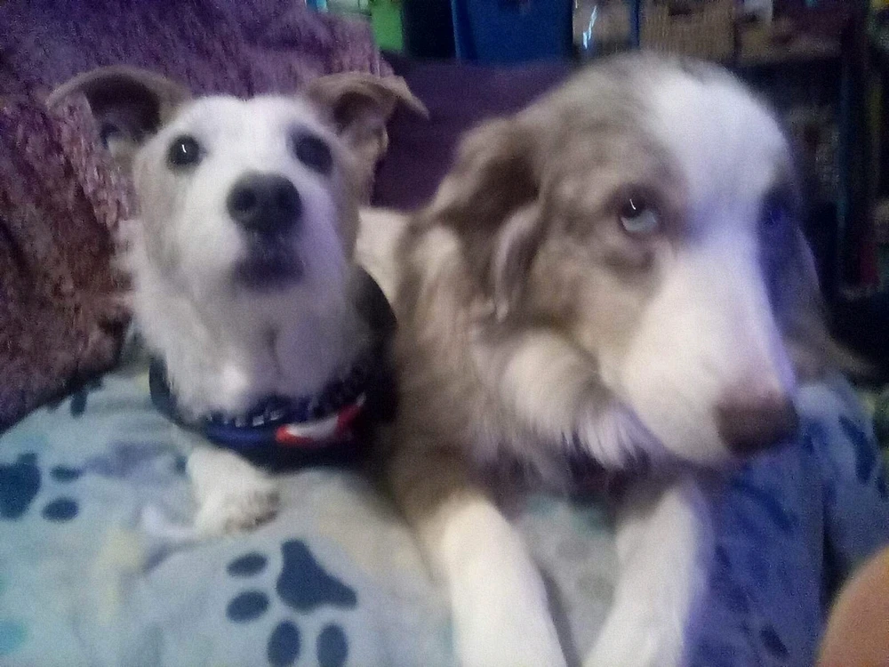 Magillicuddy- Heart Song is 12, on the left. Maya is 4, on the right. Her blue eyes are so striking. She was a tip on a job. 