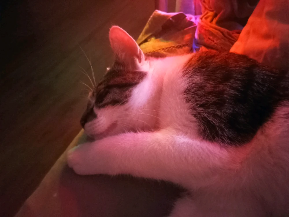 Zdjęcie dodane przez Wiktoria 🐝