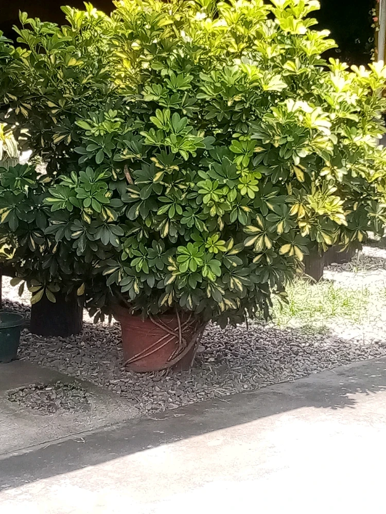 Five Fingers
Idk why they name it that 