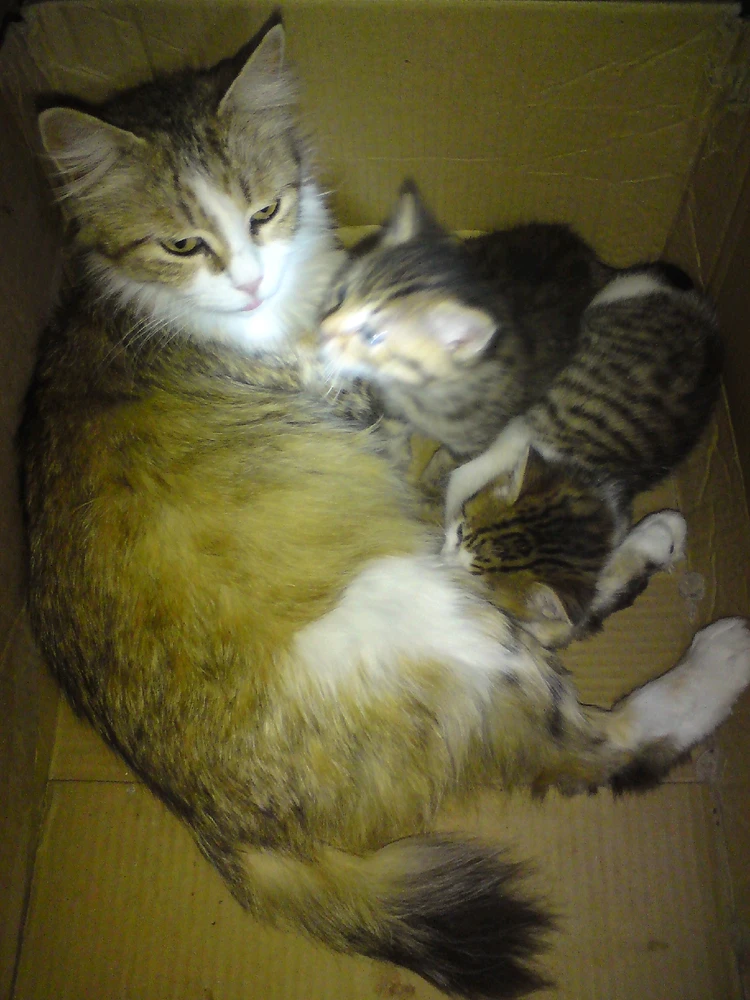 Image ajoutée par Hamdi