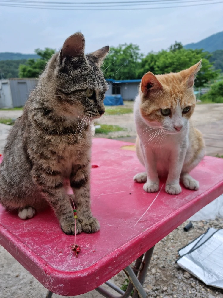 고니님이 올린 사진