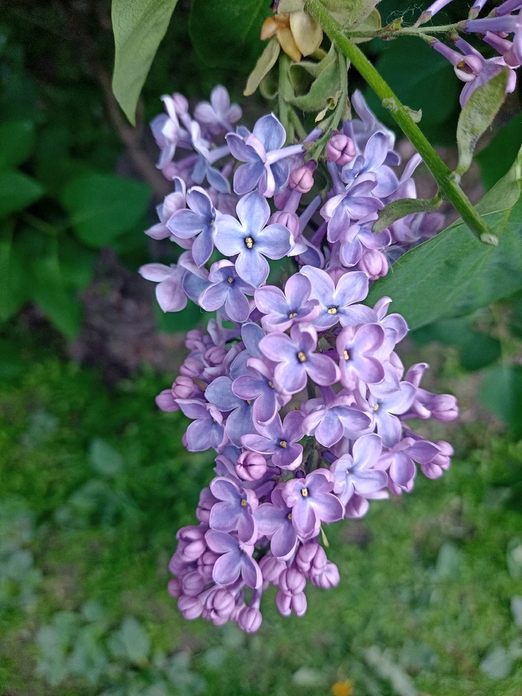 Image uploaded by Kise