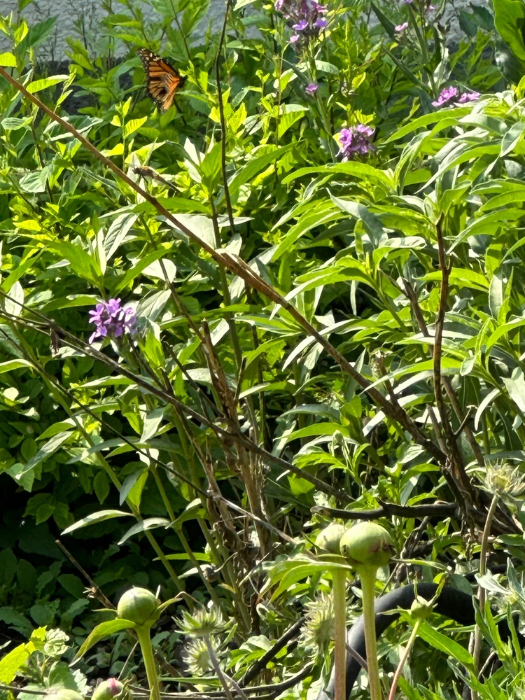 Image uploaded by Jefe