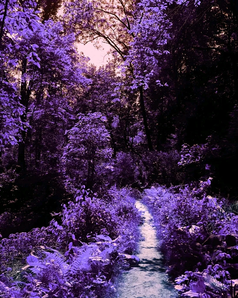 A walk through the trees