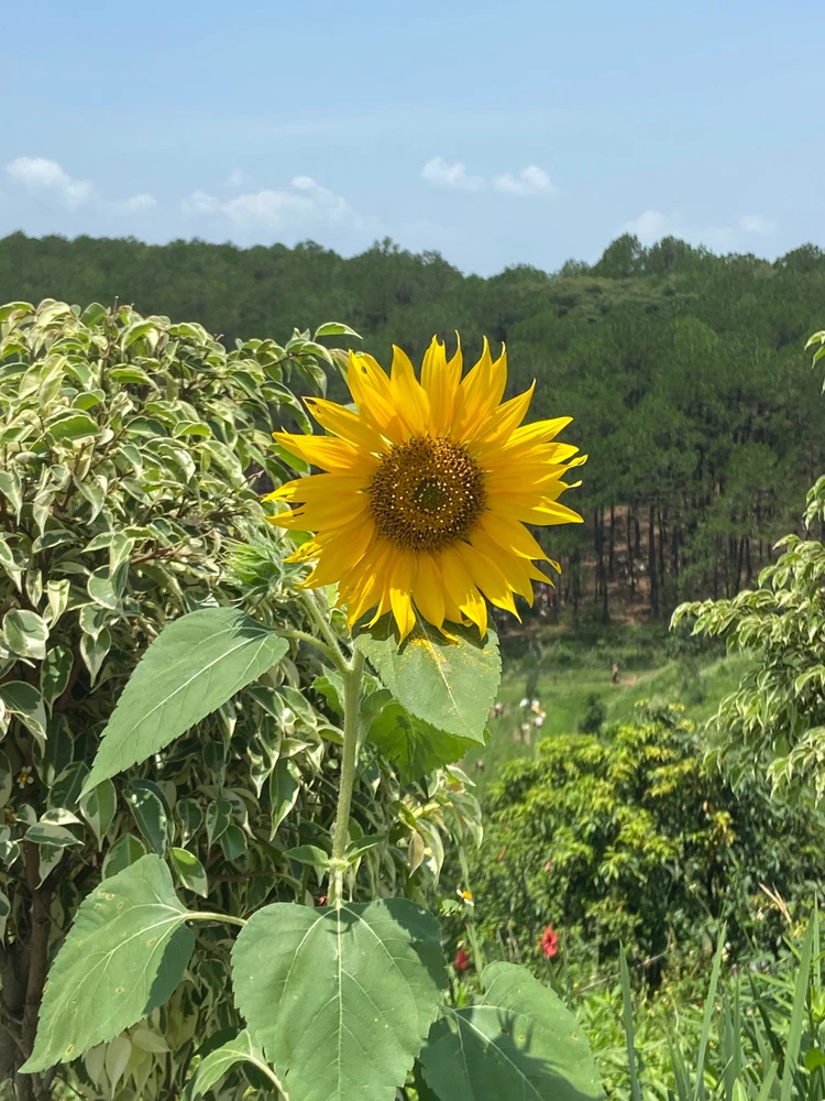 Image uploaded by Anuzap