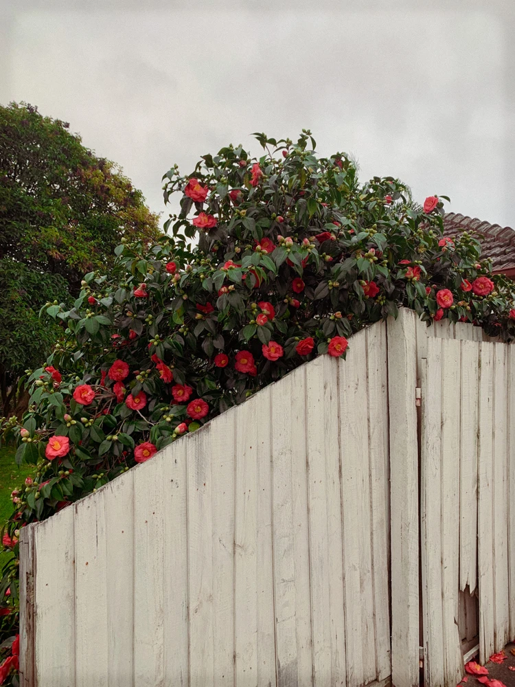 Winter Camellias Down Under with a white Pickett Fence