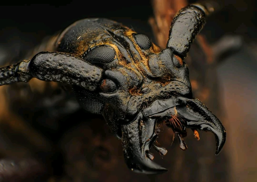 Image uploaded by Amber