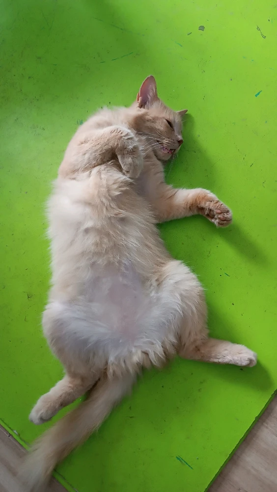 Image uploaded by Panchoom