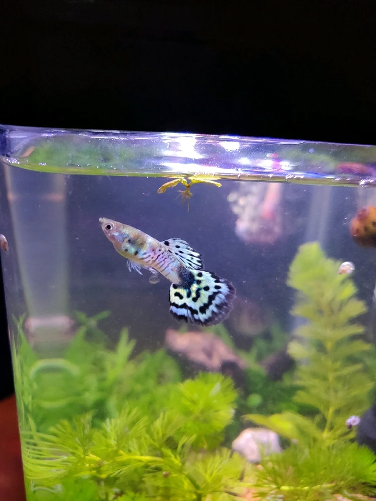 Guppy fish in a planted nano tank.