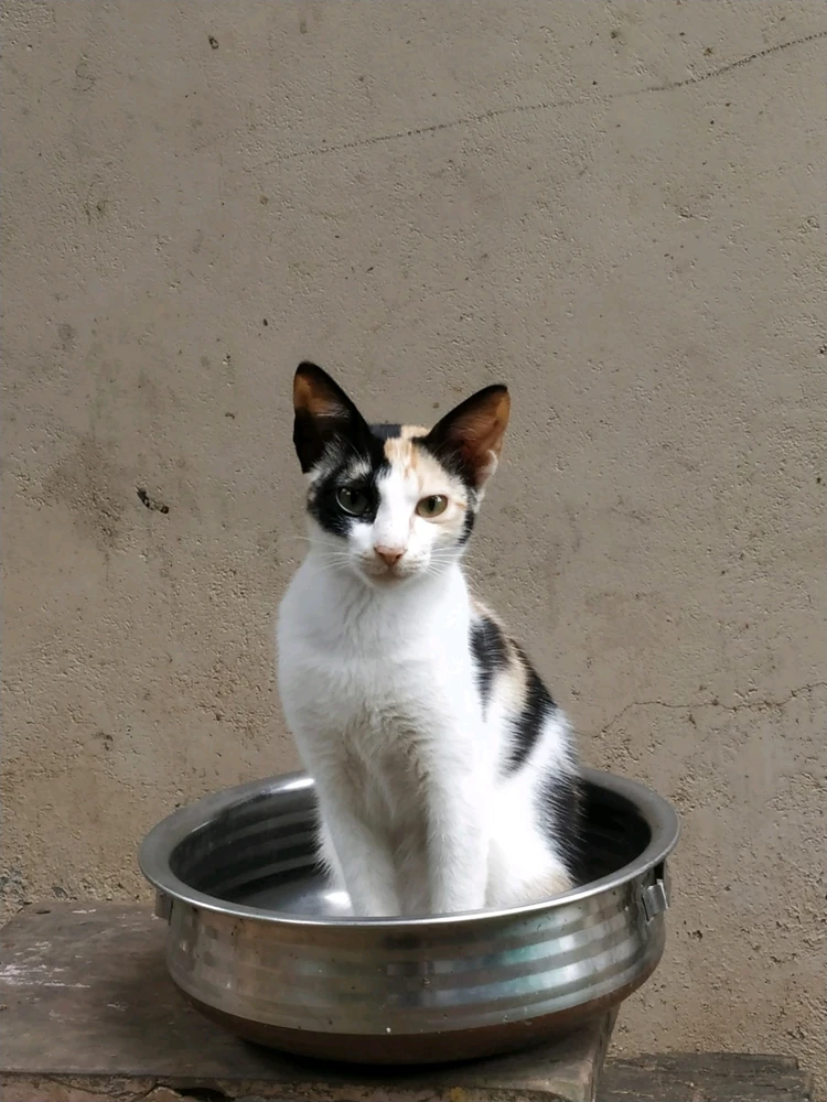 Image uploaded by Ebin