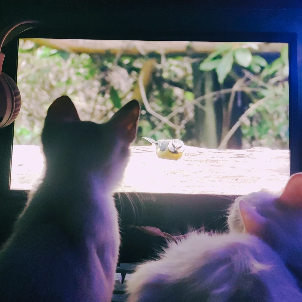 Image uploaded by Jace