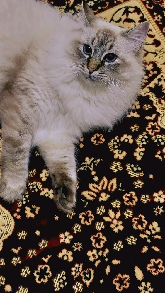 Image uploaded by ALI