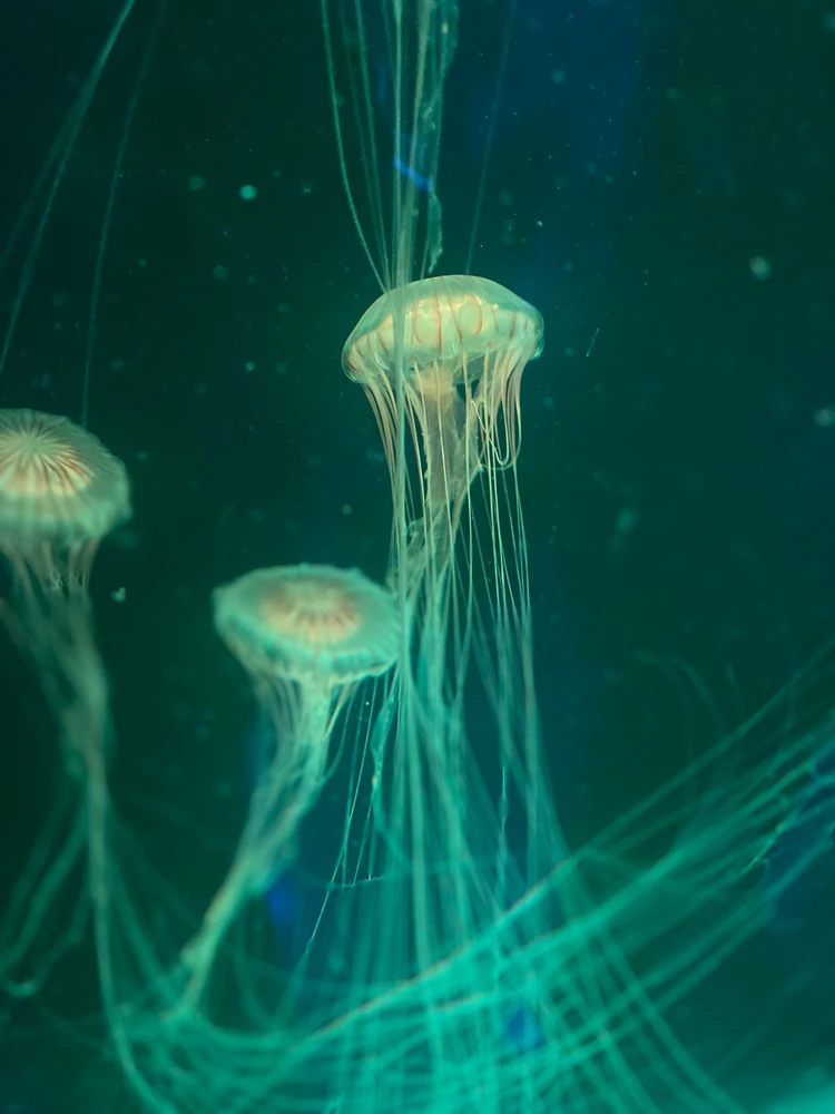 cool jellyfish