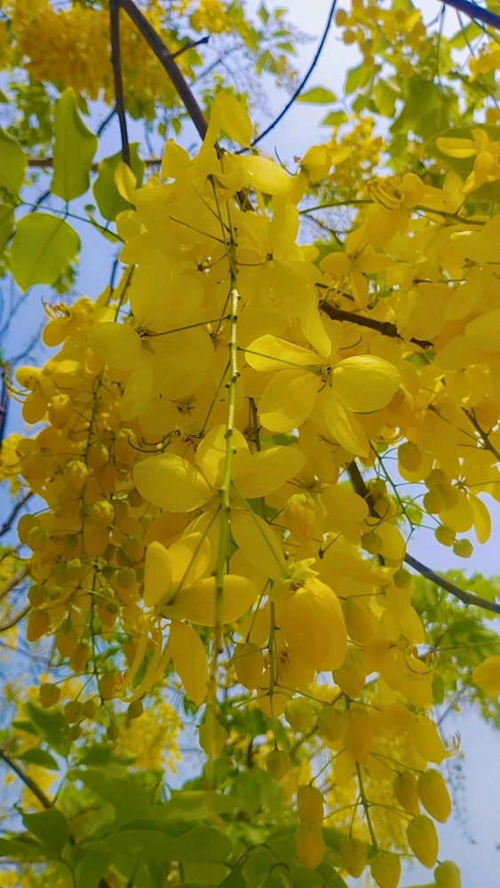 Image uploaded by Afaq John