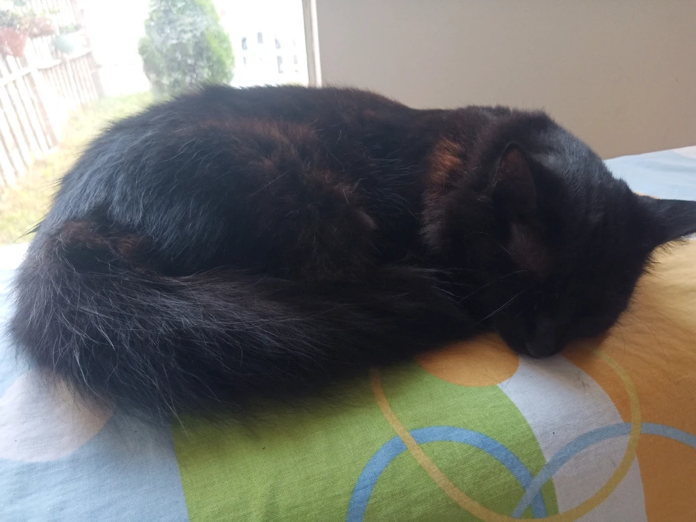 Imagen subida por Jhon