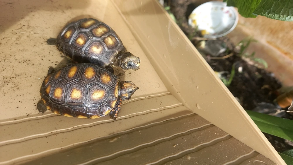 Imagen subida por Jerson