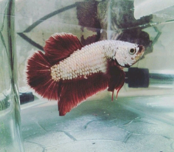 Image uploaded by sebastian