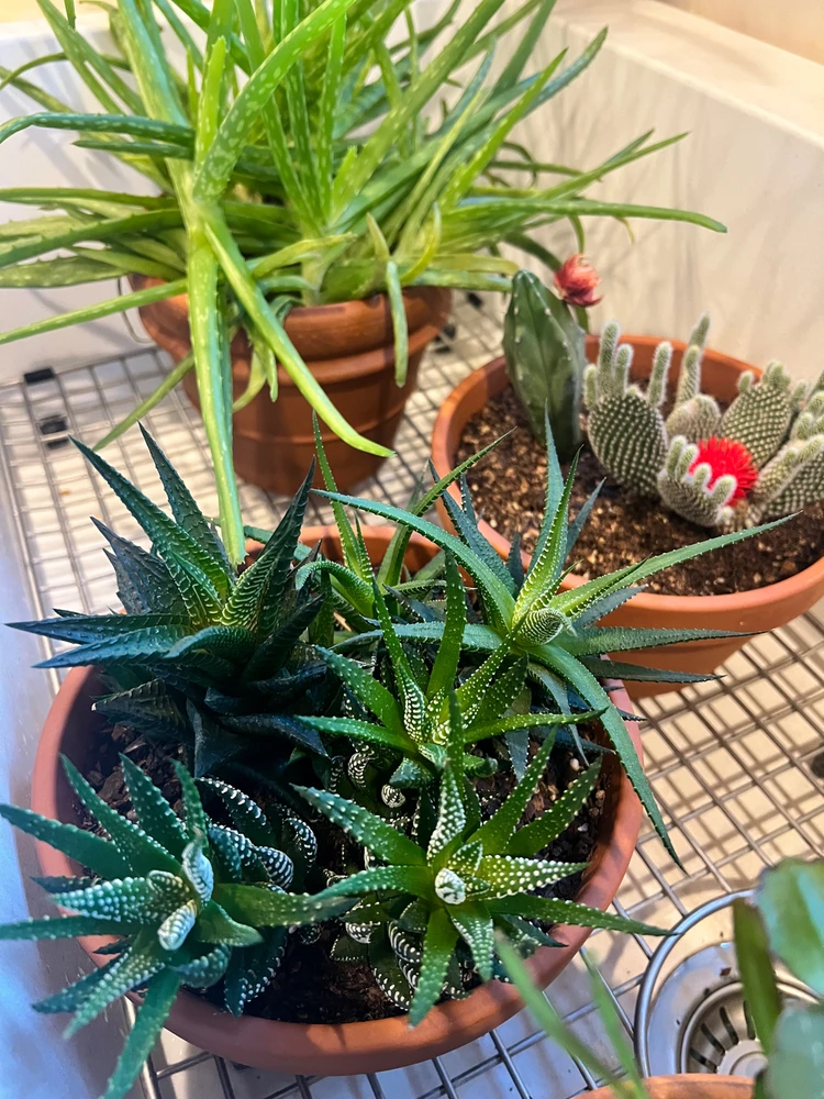 Gambar diunggah dening Hannah