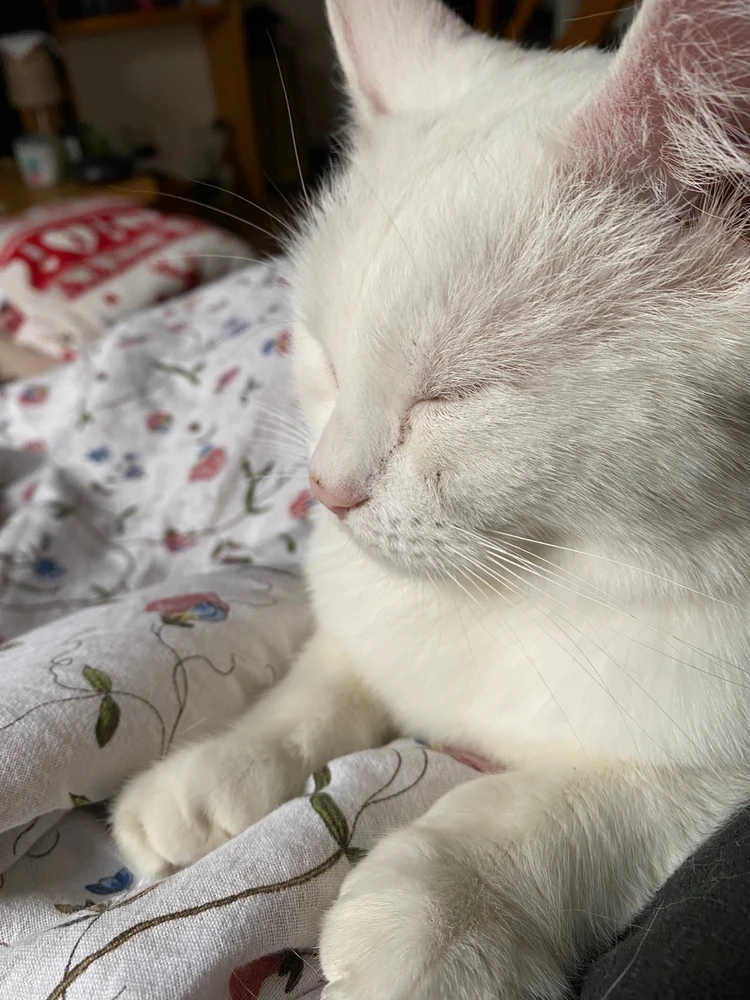 Obrázek nahrál Ema