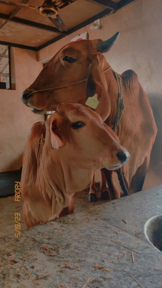 Image uploaded by Ashwath Shetty